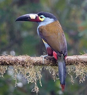 Plate-billed mountain toucan Species of bird