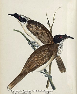 <i>The Ornithology of Australia</i>