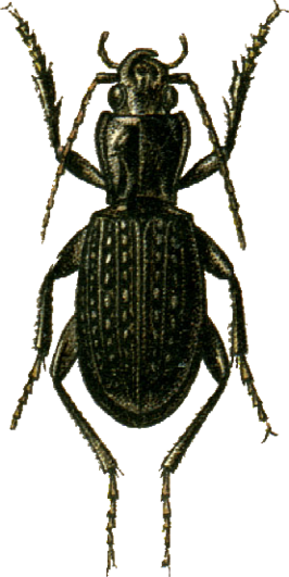 Pterostichus schoenherri