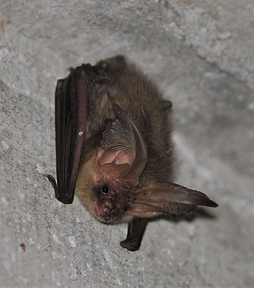 Brown long-eared bat