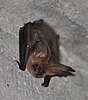 Plecotus auritus 2013-2 (decupat) .jpg