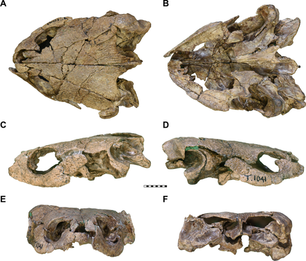 Skull of Pleurosternon bullocki