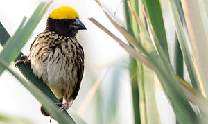 Male manyar weaver