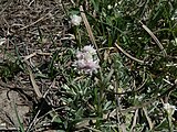 Antennaria dioica, Piemont