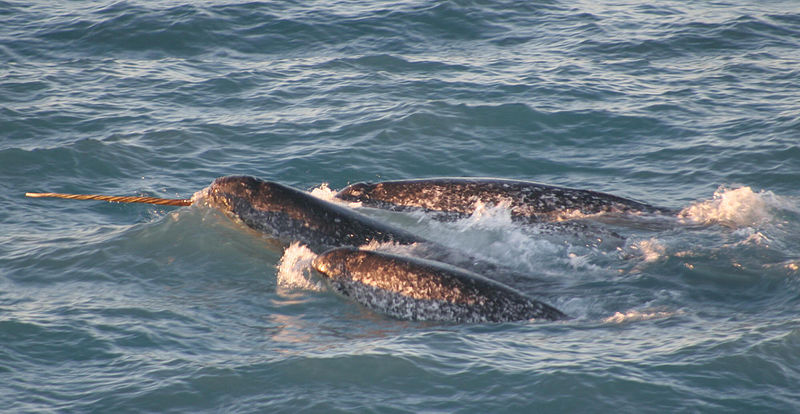 File:Pod Monodon monoceros.jpg