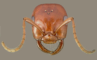 <i>Polyergus</i> Genus of ants