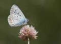 Polyommatus icarus Common Blue Çokgözlü Mavi