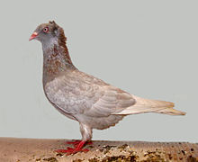 A pigeon with A pigeon with ruffled, upright feathers on the back of the head and neck.