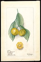 Image of the Sour variety of kumquats (scientific name: Fortunella), with this specimen originating in Lake City, Columbia County, Florida, United States. (1902)