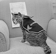 Černobílá fotografie kočky Pooli, která ma na sobě námořnickou uniformu kočičí velikosti