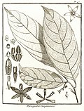Poraqueïba guyannensis Aublet 1775 pl 47.jpg