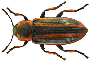 <i>Prasocuris phellandrii</i> Species of beetle