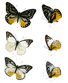 <i>Prioneris thestylis</i> Species of butterfly