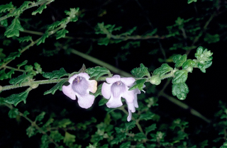 <i>Prostanthera rugosa</i> Species of flowering plant