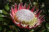 Protea cynaroides MS 9113.jpg