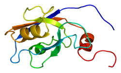 پروتئین FLJ10324 PDB 1um1.png