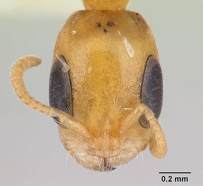 File:Pseudomyrmex filiformis casent0178622 head 1.jpg