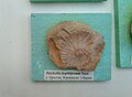 Pulchellia hoplitiformis Sayn, Upper en:Barremian, en:Brestak, (Coll. St. Breskovski) at the en:Sofia University "St. Kliment Ohridski" Museum of Paleontology and Historical Geology