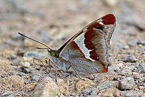 Purple emperor (Apatura iris) male underside.jpg