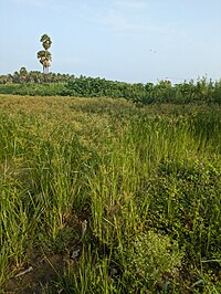 Cyperus_rotundus