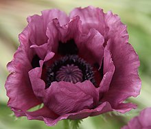 A purple poppy, on which the symbol is based Purple poppy (28893975492).jpg