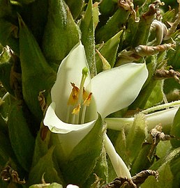 Blüte im Blütenstand