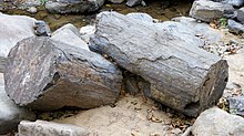 Two fossilized logs in the Puyango Petrified Forest in southern Ecuador. Puyango fossil tree 02.JPG