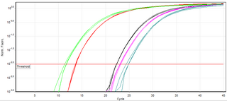 Real-time polymerase chain reaction