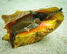 The foot (with a brown, sickle-shaped operculum), eyestalks and snout of Aliger gigas exposed through the shell's aperture. At the tip of each eyestalk there is a well-developed eye. Near the tip is a small sensory tentacle. Queen Conch (Lobatus gigas).jpg