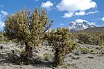 Miniatura para Polylepis rugulosa