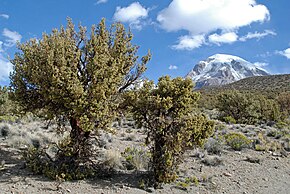 A kép leírása Quenua trees.jpg.