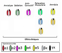 Récepteurs benzodiazépines sous-types.JPG