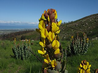 <i>Rafnia</i> Genus of legumes