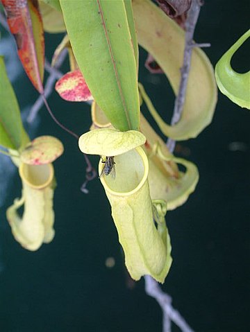 Nepenthes sp. Misool