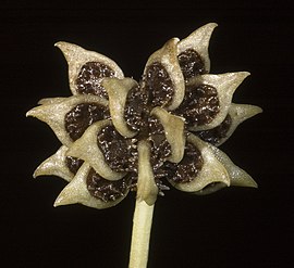 Ranunculus trilobus - Flickr - Kevin Thiele.jpg