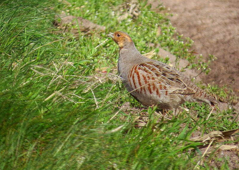 File:Rapphöna Grey Partridge (20162790750).jpg