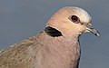 Red-eyed Dove Streptopelia semitorquata at Marievale Nature Reserve, Gauteng, South Africa (32558618644).jpg