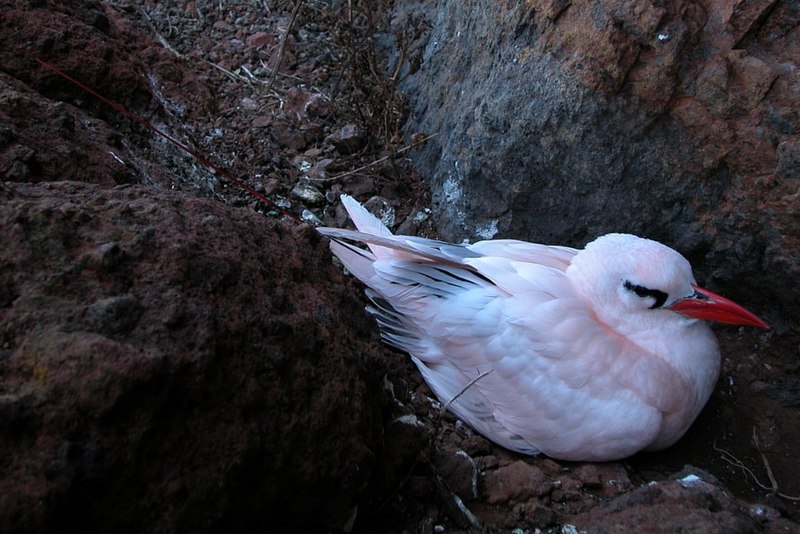 File:Red-tailed Tropicbird.jpg