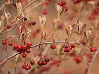 Red Chokeberry - Flickr - treegrow (1).jpg
