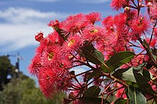 ficifolia corymbia