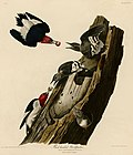 Thumbnail for File:Red headed Woodpecker (Audubon).jpg