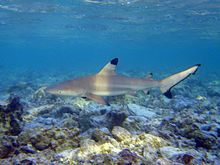 Un requin à pointes noires de taille moyenne survolant un récif de corail.