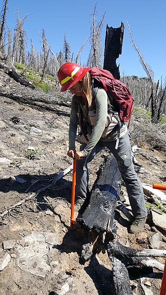 Reforestation in progress: Direct-sowing of seed in a burned area (after a wildfire) in the Idaho Panhandle National Forest, United States.