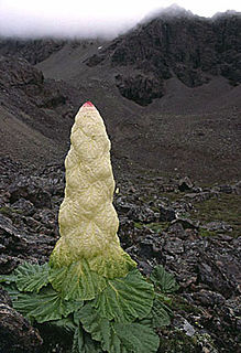 <i>Rheum nobile</i> Species of flowering plant