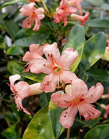 Rhododendron rarilepidotum - Lyman Plant House, Smith College - DSC02053.jpg
