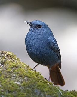 <span class="mw-page-title-main">Plumbeous water redstart</span> Species of bird