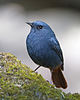 Male Plumbeous Water Redstart