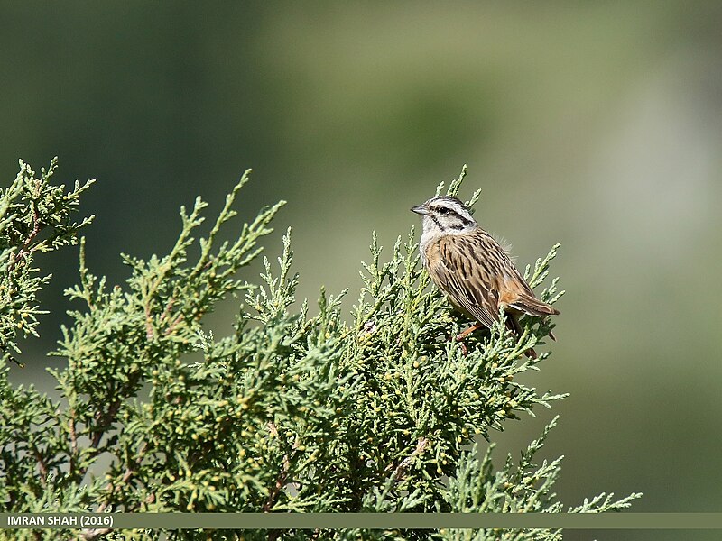 File:Rock Bunting (Emberiza cia) (28977166261).jpg