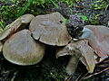 !!!Entoloma sinuatum!!!