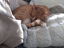 Here is pictured user Rorb Lalorb's orange cat Samson. He has white stripes, and is curled up sleeping in a nest of pillows. It looks very comfortable.